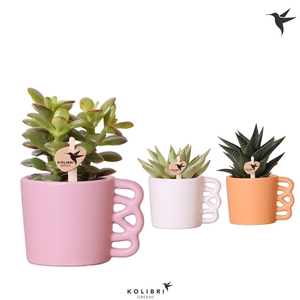 Kolibri Greens Succulenten mix in Happy Mug pot mix