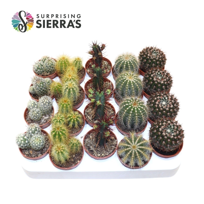 <h4>CACTUS SIERRA MIX P5.5</h4>