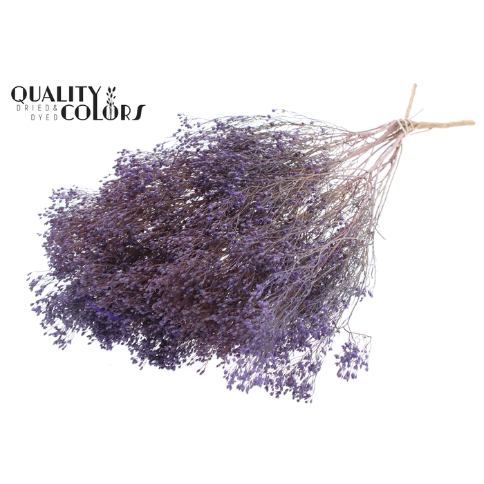 <h4>Broom Bloom p/bunch in poly Frosted Milka</h4>