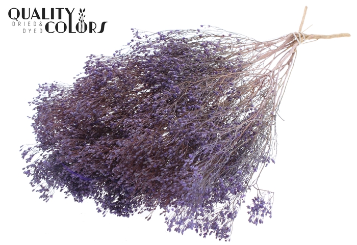Broom Bloom p/bunch in poly Frosted Milka