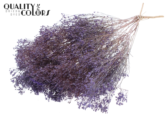 <h4>Broom Bloom p/bunch in poly Frosted Milka</h4>