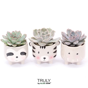 TRULY Echeveria, Animal Grey