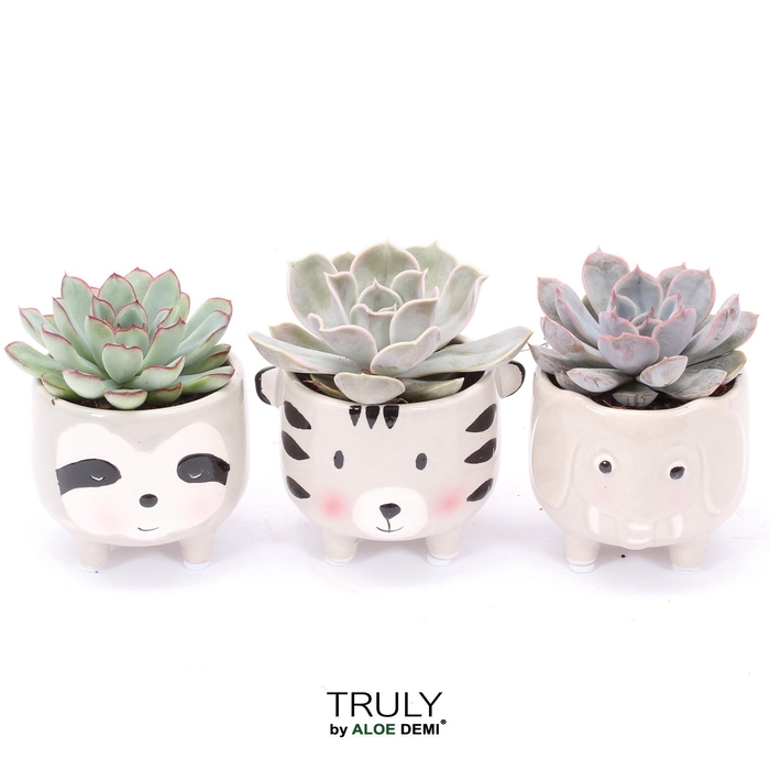 <h4>TRULY Echeveria, Animal Grey</h4>