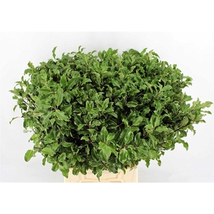 Pitto Groen 52 Cm Per Tak
