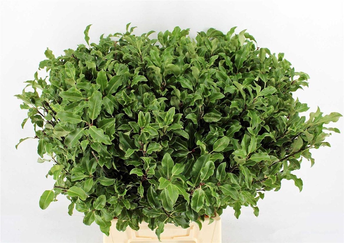 <h4>Pitto Groen 52 Cm Per Tak</h4>