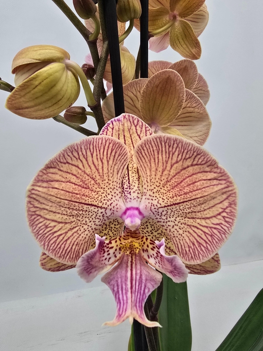 <h4>Limited 39 week 9</h4>