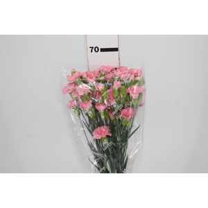 CRAVO SPRAY EUFORIA 070 CM