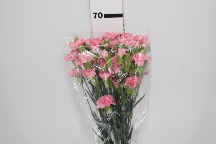 <h4>CRAVO SPRAY EUFORIA 070 CM</h4>