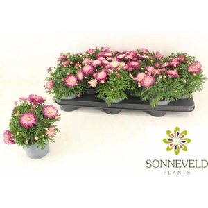 ARG LA RITA P DOUBLE