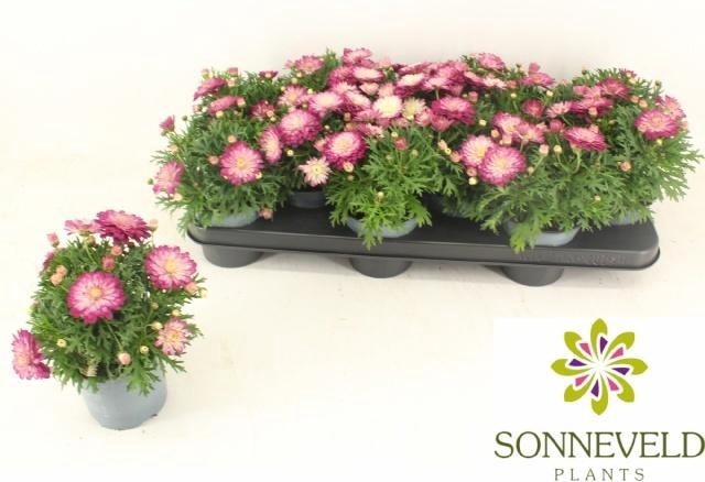 <h4>ARG LA RITA P DOUBLE</h4>