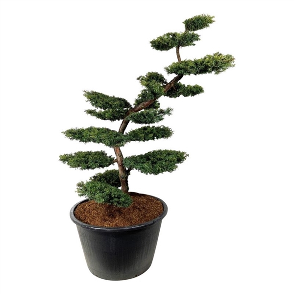 <h4>Taxus b. 'Summergold'</h4>