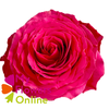 R Gr Hotspot Hot Pink 60cm EC