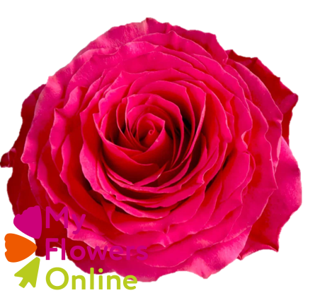 R Gr Hotspot Hot Pink 60cm EC