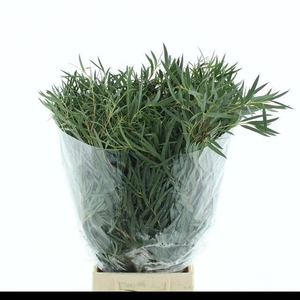 EUCA NICOLI 300GRAM
