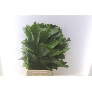 Caryota Mitis 60cm