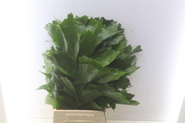 <h4>Caryota Mitis 60cm</h4>
