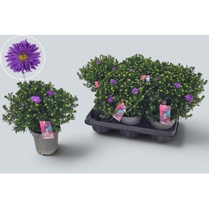 ASTER D AL D PURP LA