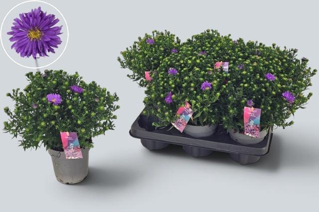 <h4>ASTER D AL D PURP LA</h4>