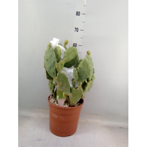 Opuntia