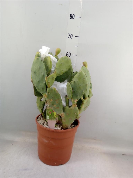 <h4>Opuntia</h4>
