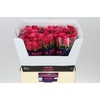 Rosa Gr Suzanne