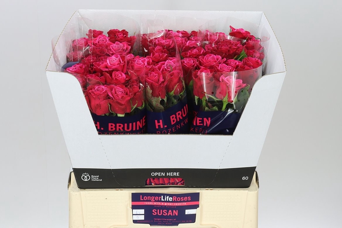 <h4>Rosa Gr Suzanne</h4>