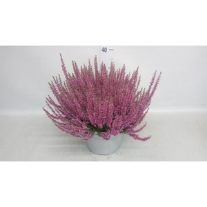 Calluna vulg. 'Beauty L Renate'