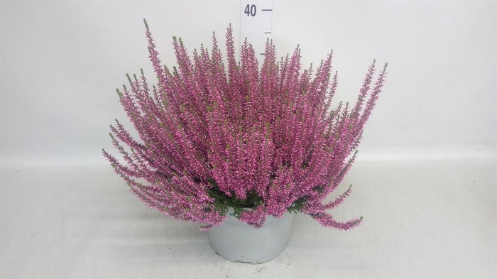 Calluna vulg. 'Beauty L Renate'