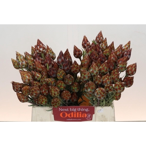 Kaaps Groen Plumosum Rubrum