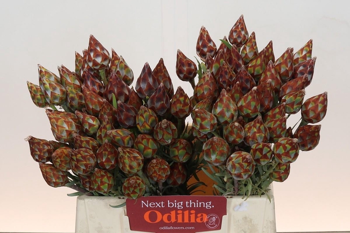 Kaaps Groen Plumosum Rubrum