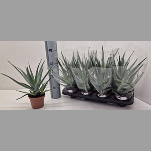 ALOE ARBORESCENS