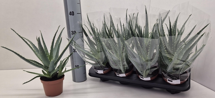 <h4>ALOE ARBORESCENS</h4>