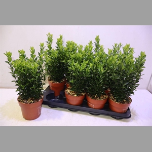 Euonymus Ja Gr Spire