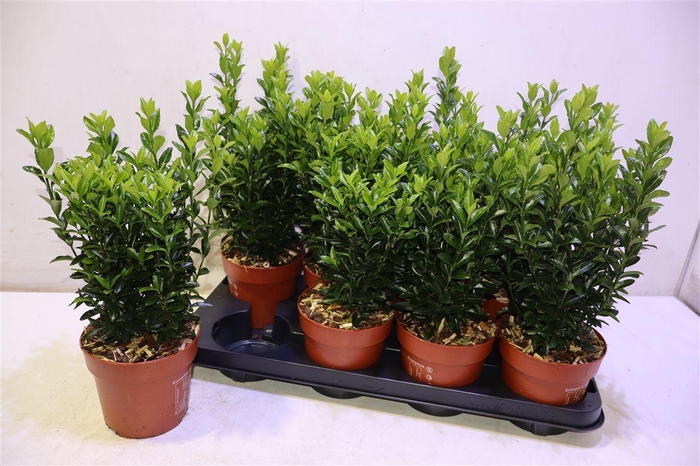 <h4>Euonymus Ja Gr Spire</h4>