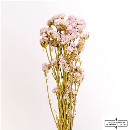 Dried Limonium Statice L. Pink Bunch