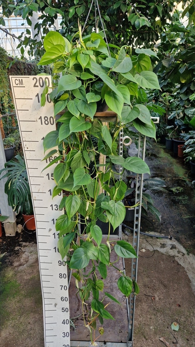 <h4>Philodendron scandens</h4>