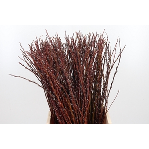 Salix Bandwilg