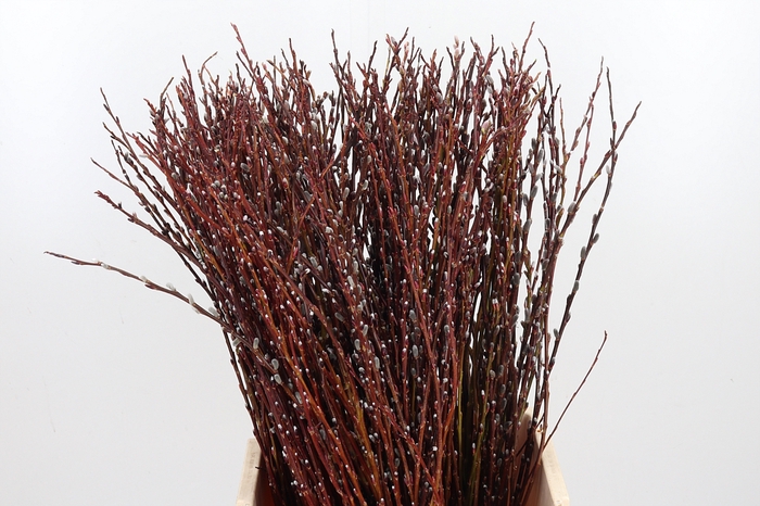 <h4>Salix Bandwilg</h4>