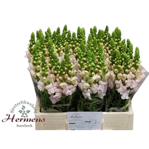 Antirrhinum Costa Silver 60cm