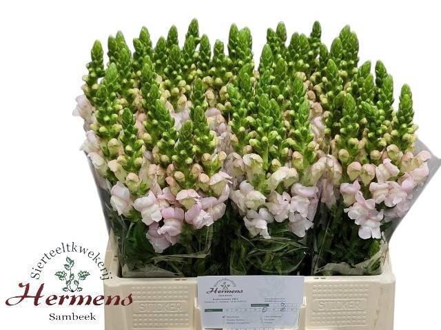 <h4>Antirrhinum Costa Silver 60cm</h4>
