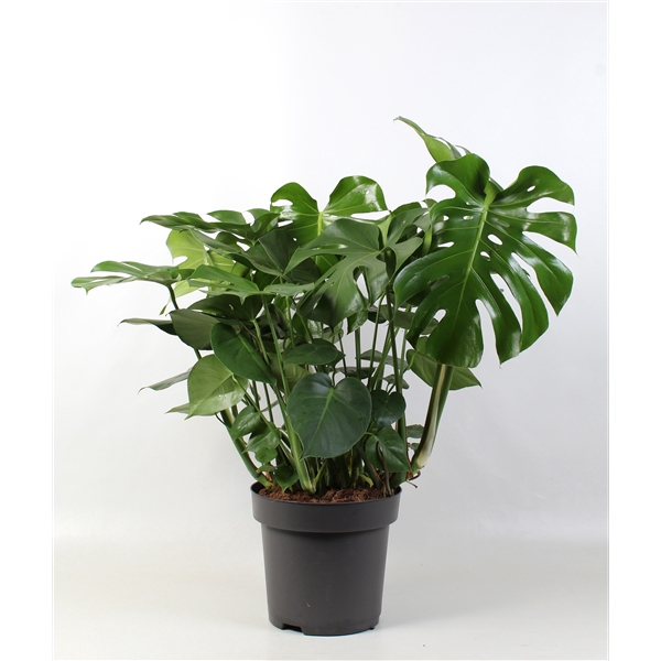 <h4>Monstera deliciosa</h4>