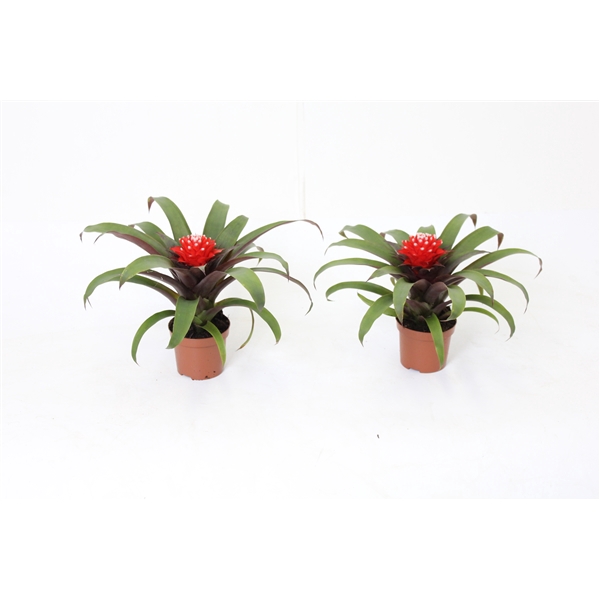 <h4>Guzmania Priscilla</h4>