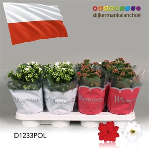 Kalanchoe Moments - Poland flag