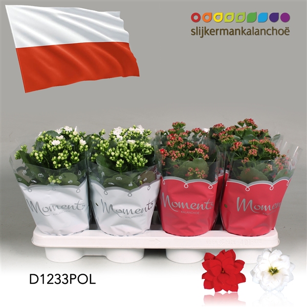 <h4>Kalanchoe Moments - Poland flag</h4>
