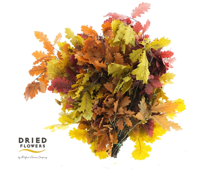 <h4>Quercus Preserved Autumn (oak,eik)</h4>