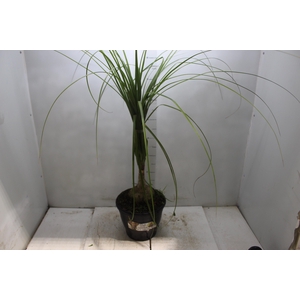 BEAUCARNEA P24