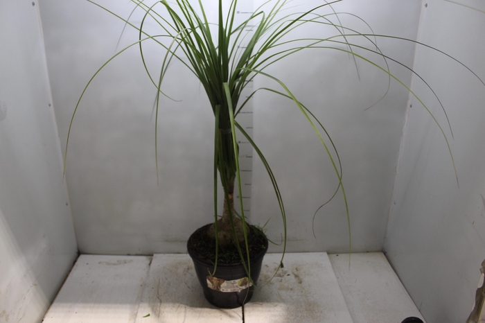 <h4>BEAUCARNEA P24</h4>
