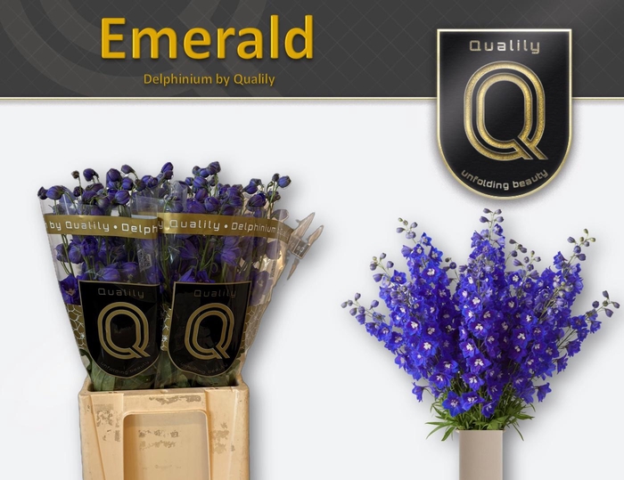 <h4>DELPH DU DELP EMERAL</h4>