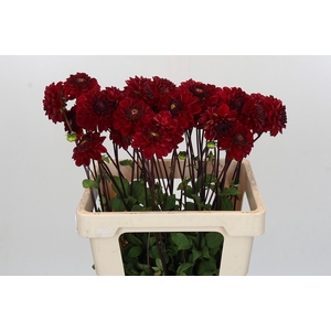 Dahlia Red Jill