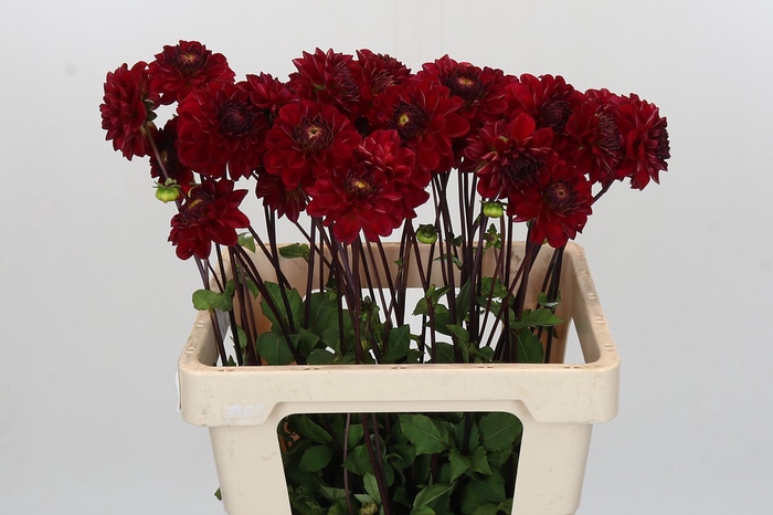 <h4>Dahlia Red Jill</h4>